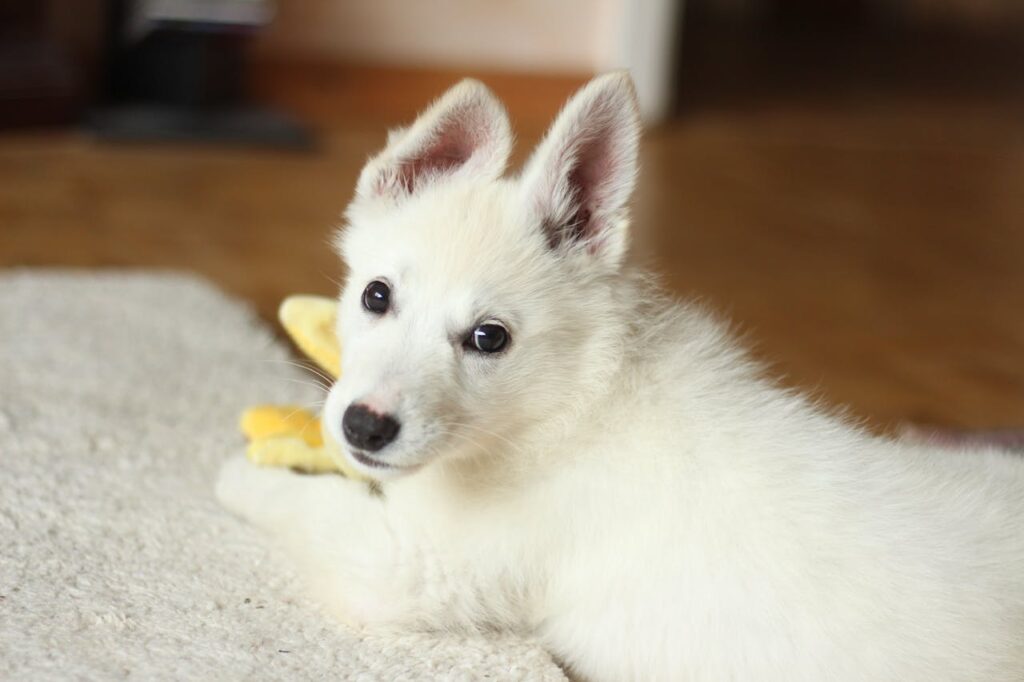 Can Dogs Eat Red Peppers