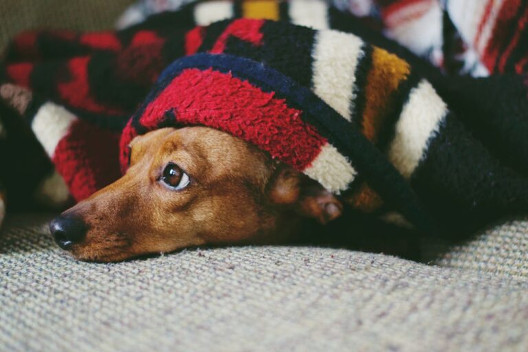 Can Dogs Eat Couscous