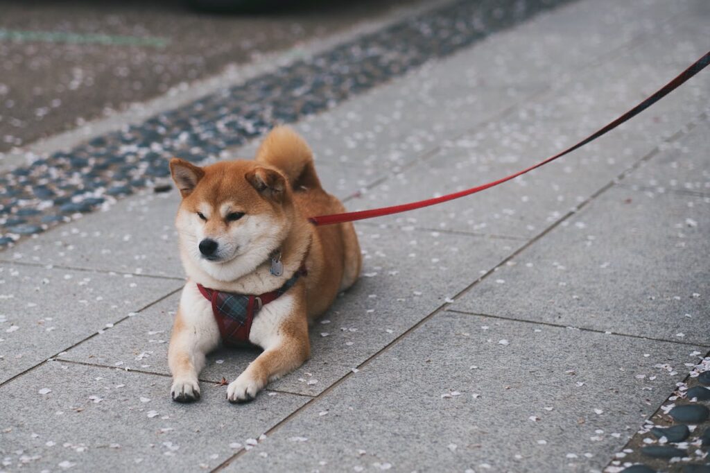 Can Dogs Eat Goat Cheese