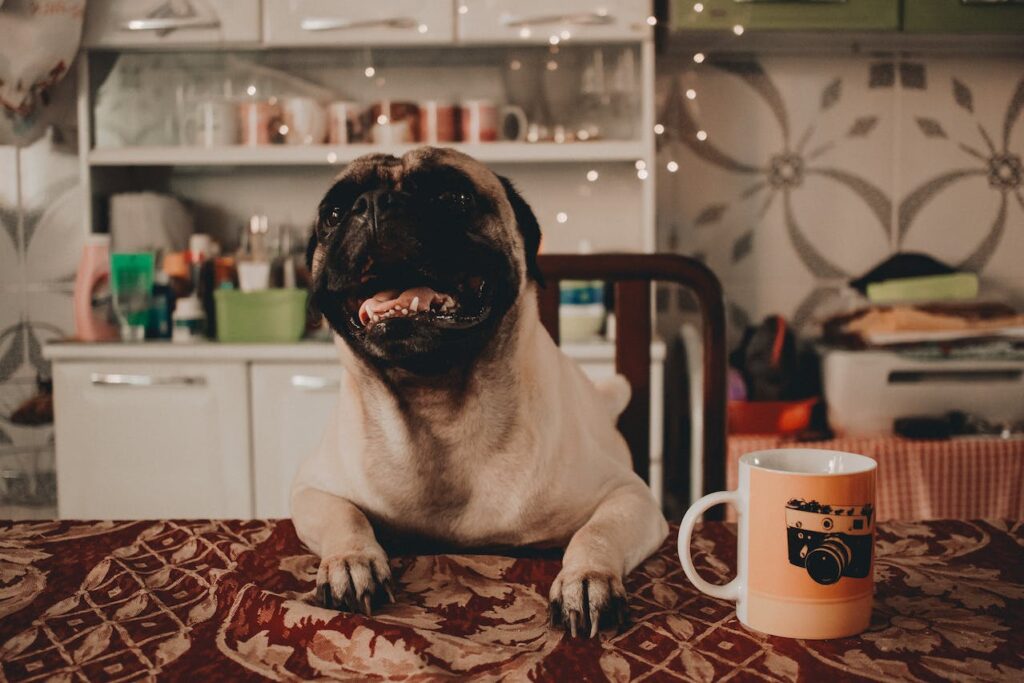 Can Dogs Eat Sweet Potatoes