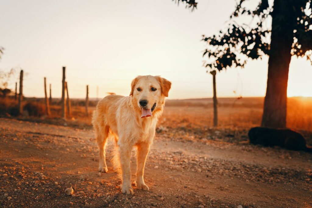 Can a Dog Eat Parmesan Cheese