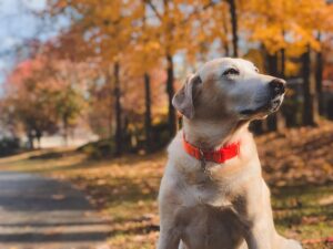 Can Dogs Eat French Fries