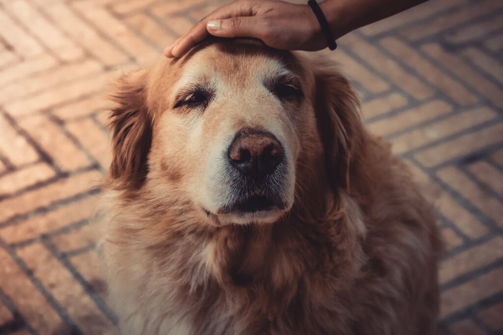 Can Dogs Eat Provolone Cheese