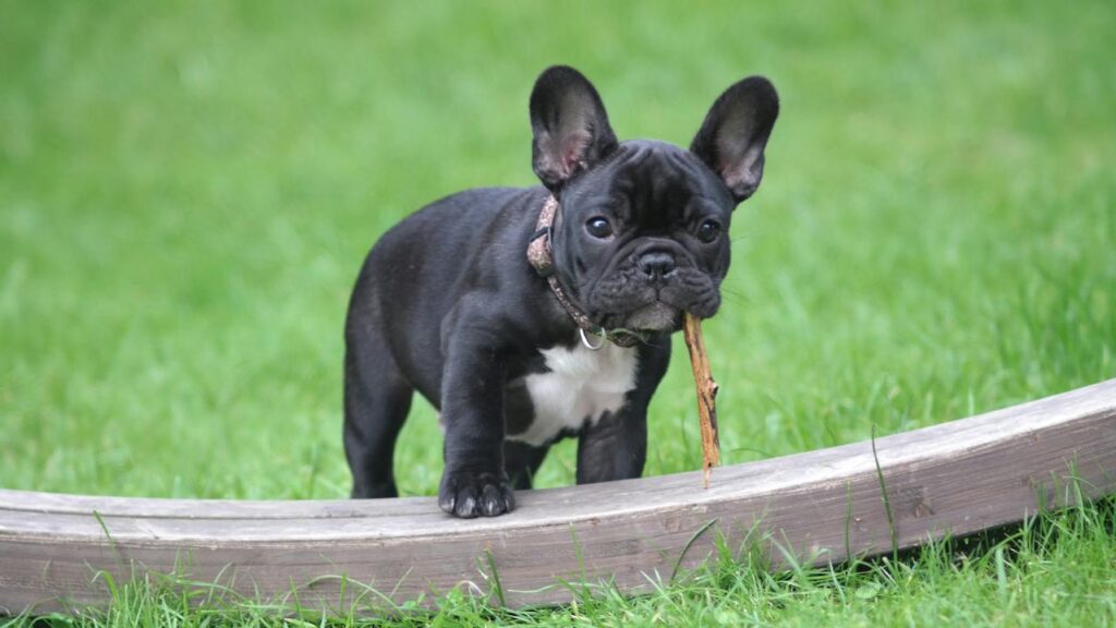 Can Dogs Eat Sweet Corn