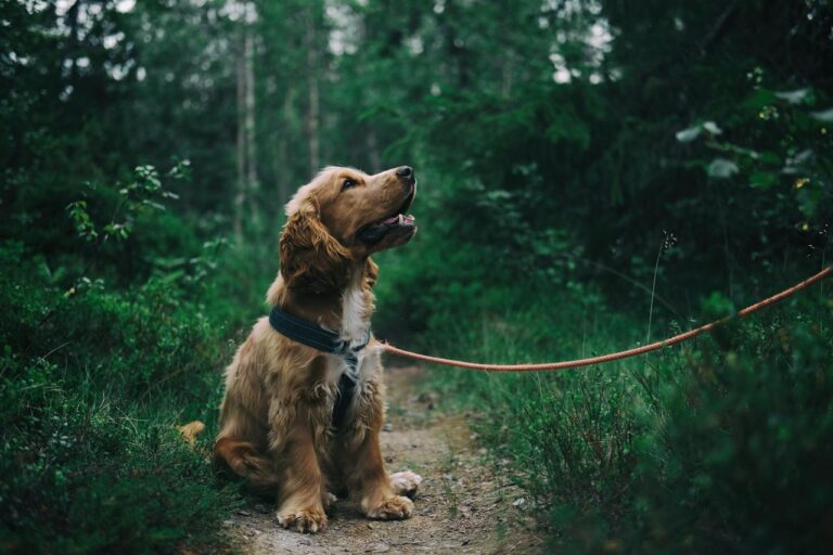 Can Dogs Eat Berries?