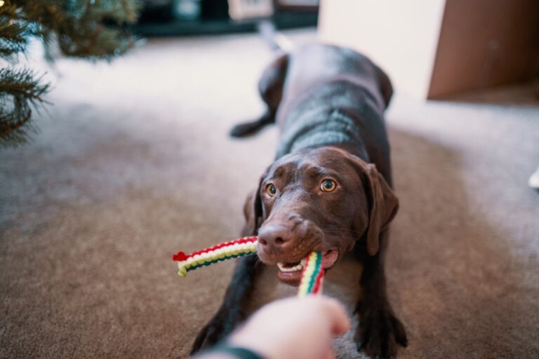 Can Dogs Eat Oranges?