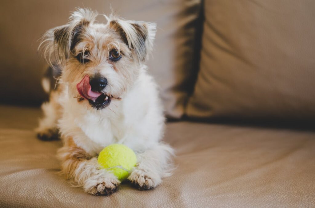 Can Dogs Eat Avocado