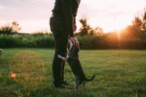 Can Dogs Eat Goat Cheese?