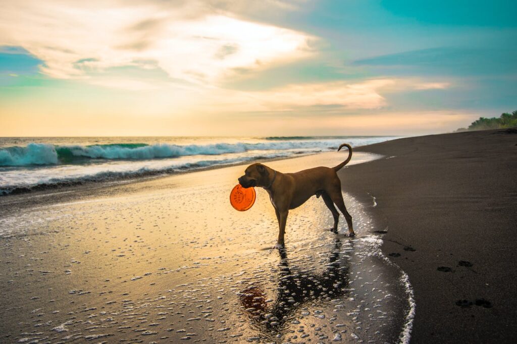 Can Dogs Eat Kidney Beans