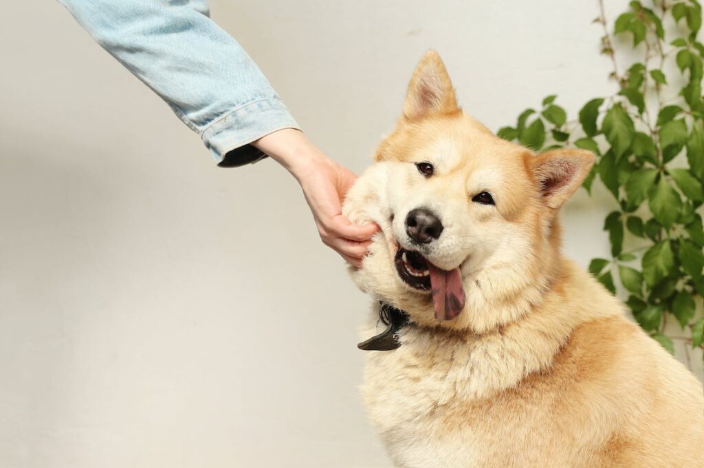 Can Dogs Eat Honey Chicken