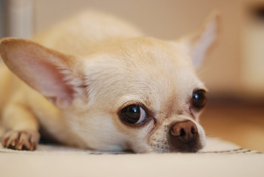 Can Dogs Eat Caramel Popcorn