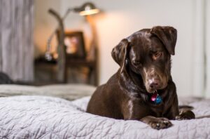 Can Dogs Eat Caramel Popcorn