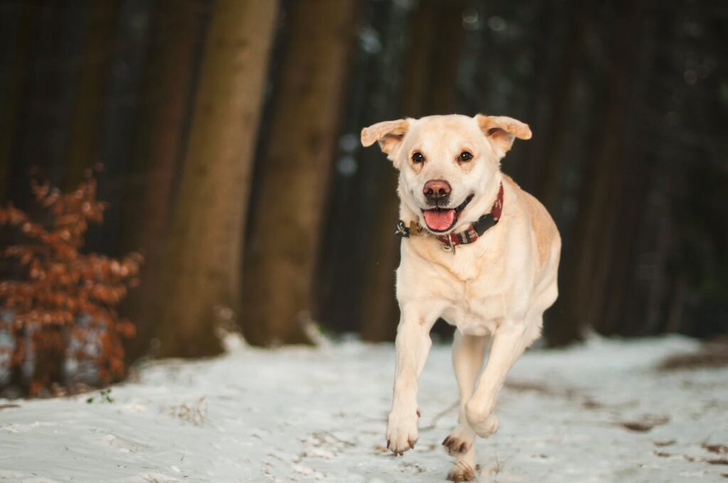 Can Dogs Eat Provolone Cheese