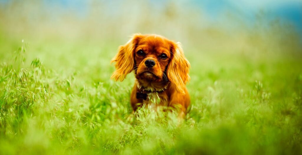 Can Dogs Eat French Fries