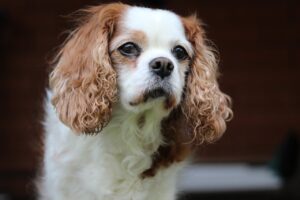 Can Dogs Eat Wild Strawberries?