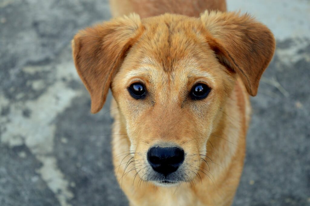 Can Dogs Eat Butter Pecan Ice Cream