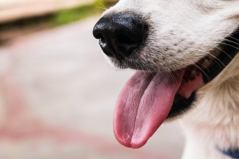 Can Dogs Eat Black-Eyed Peas?