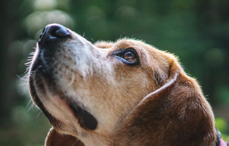 Can Dogs Eat Avocado