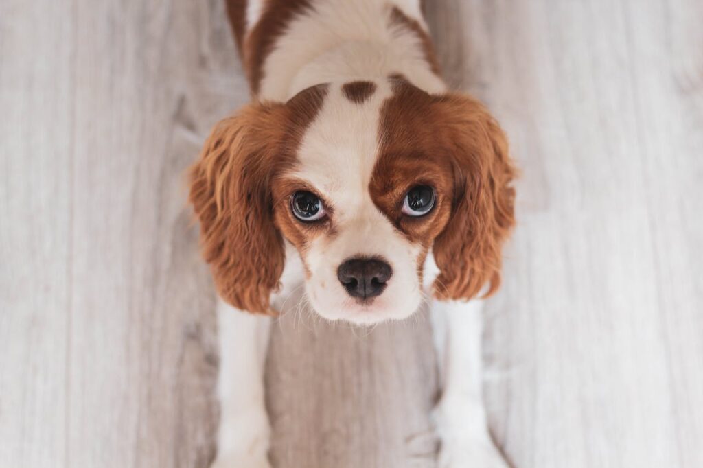 Can Dogs Eat Canned Cranberry Sauce