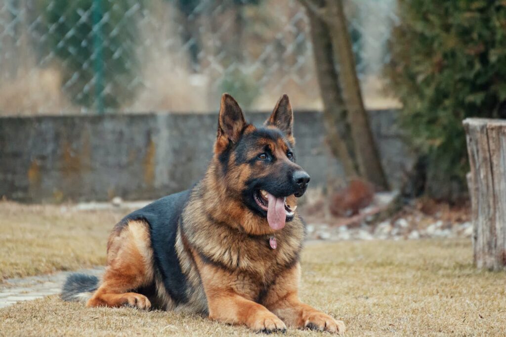 Can Dogs Eat Butter Pecan Ice Cream