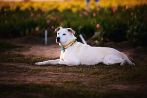 Can Dogs Eat Honey Chicken?