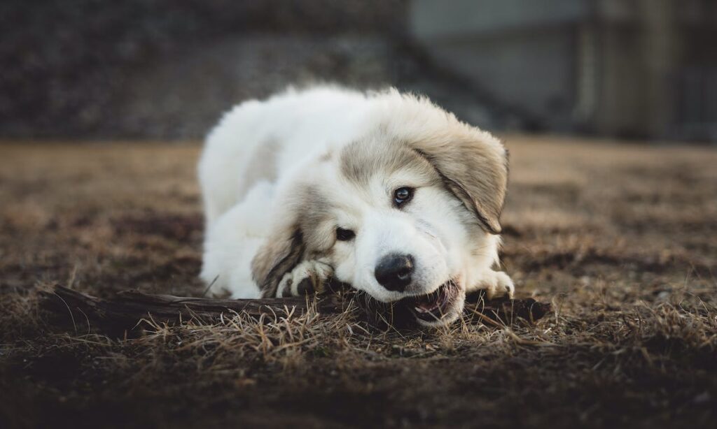 Can Dogs Eat Melon