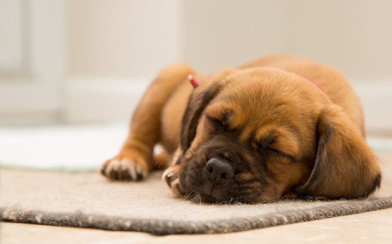 Can Dogs Eat Black Beans?