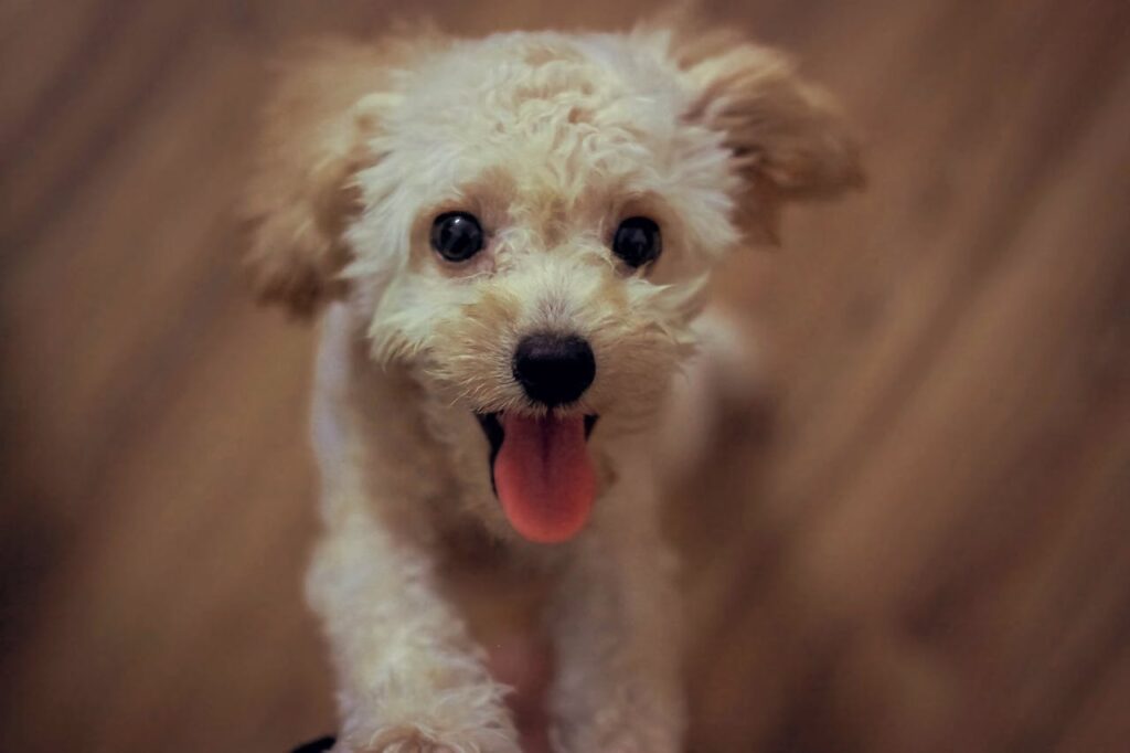 Can Dogs Eat Coconut Ice Cream