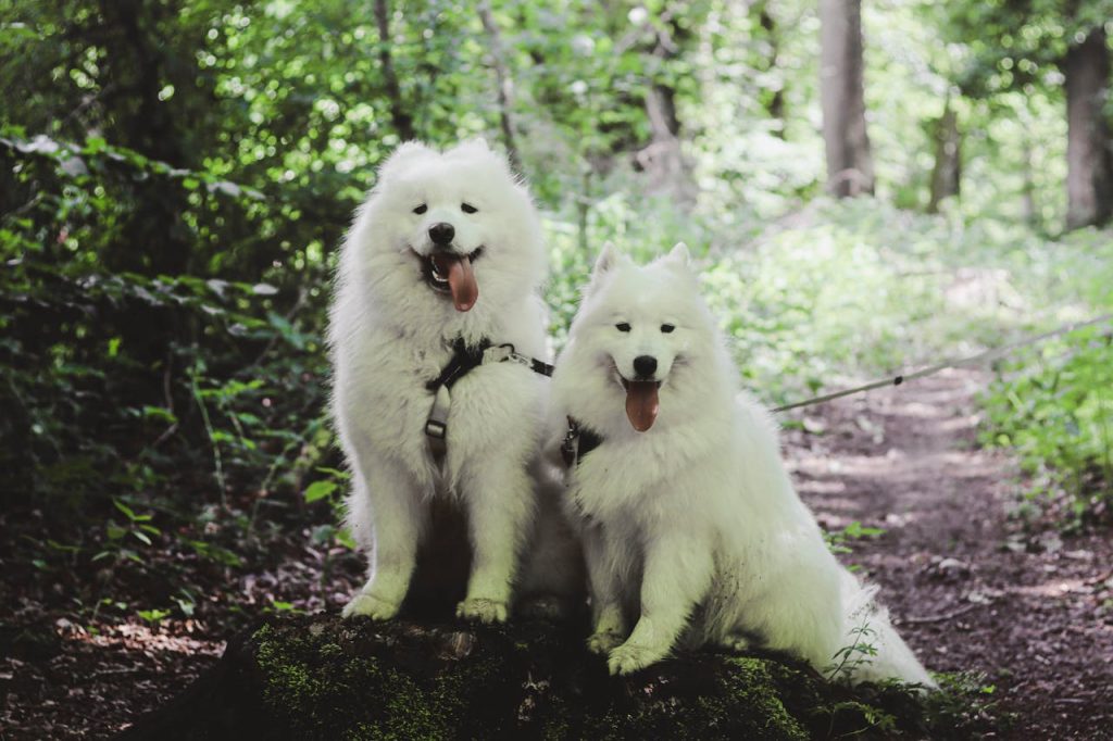 can dogs eat cherry plums