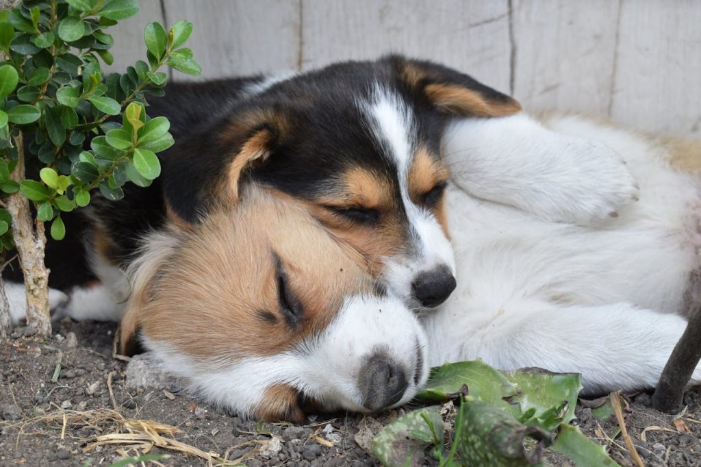 can dogs eat evaporated milk