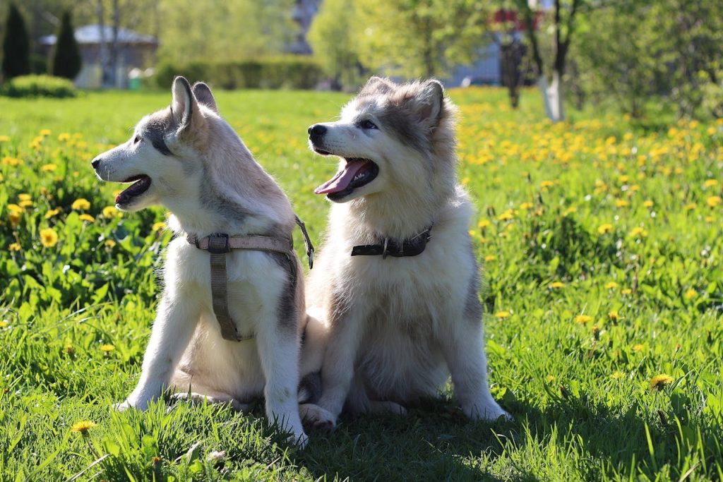 can dogs eat soy milk