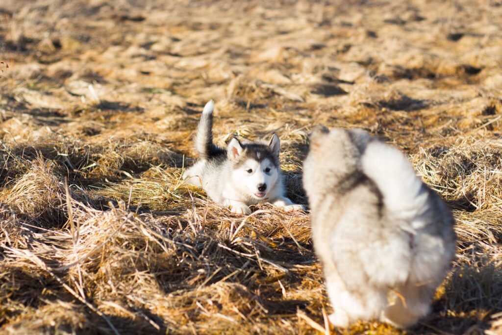 can dogs eat tapioca