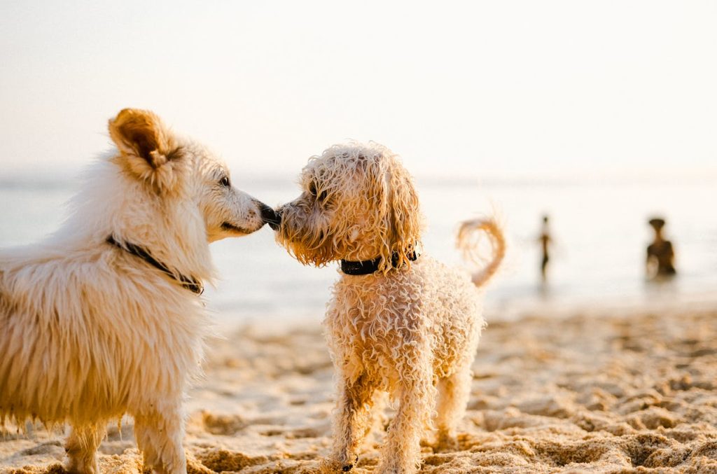 can dogs eat durian fruit