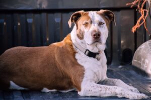 can dogs eat adobo