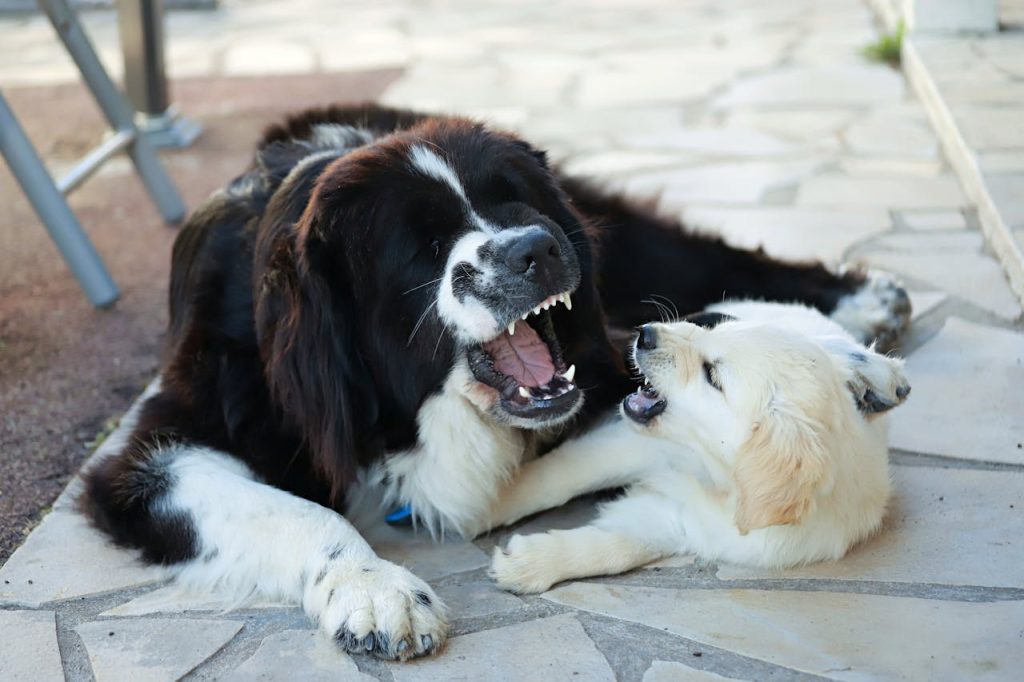 can dogs eat oranges peels