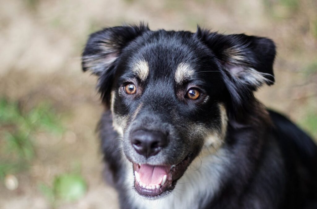 Can Dog Eat Almond Flour