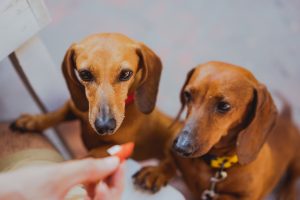 can dogs eat durian fruit