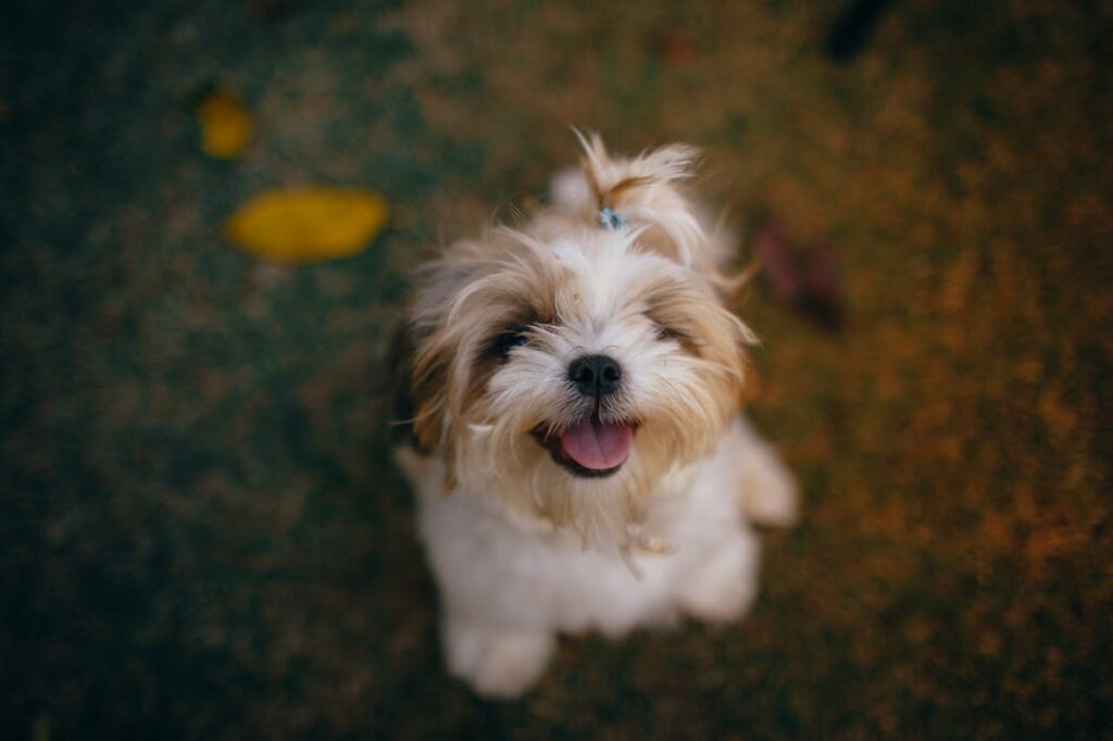 can dogs eat potato skin