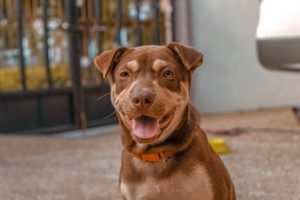 can diabetic dogs eat cheese