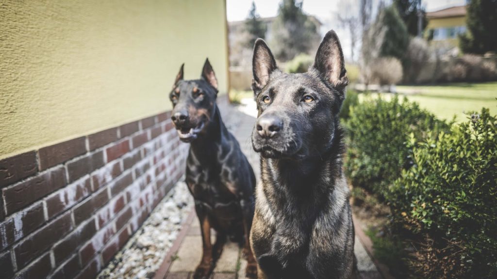 can dogs eat parmesan rind