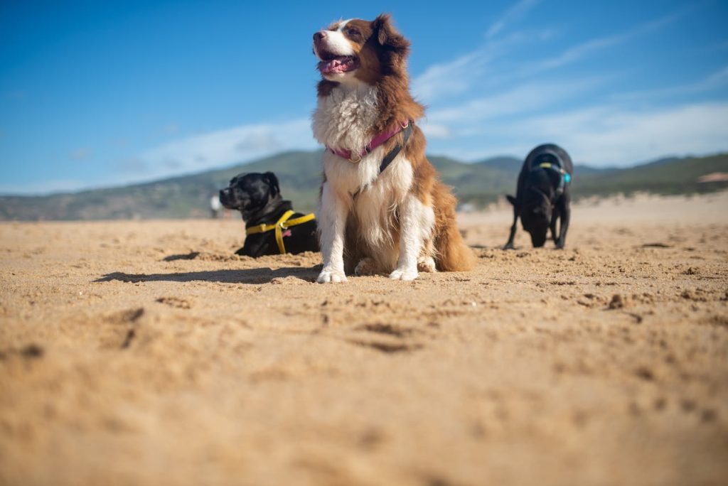 can dogs eat loquat