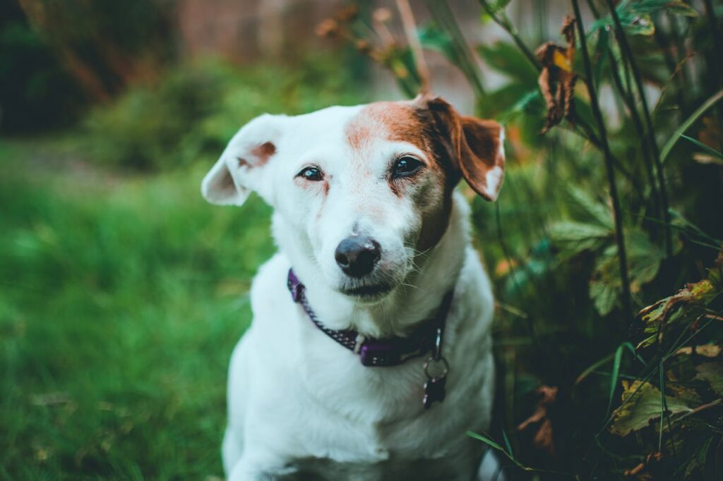 can dogs eat pepper jack cheese