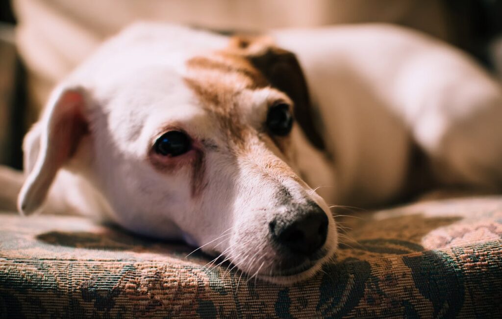 can dogs eat bulgar wheat