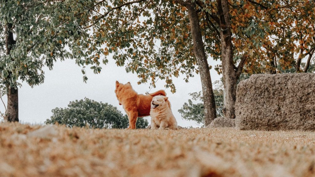 can dogs eat oatmilk