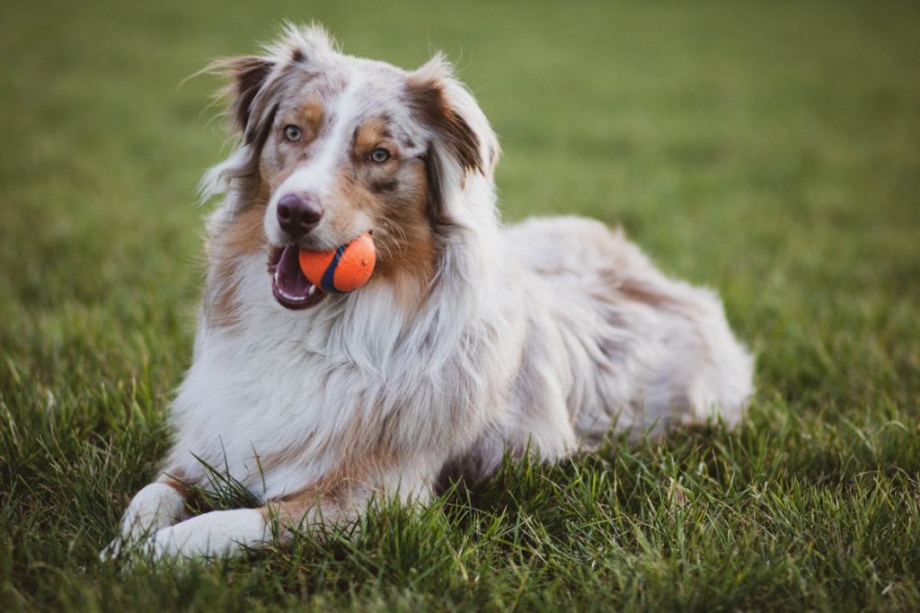 can dogs eat gouda cheese