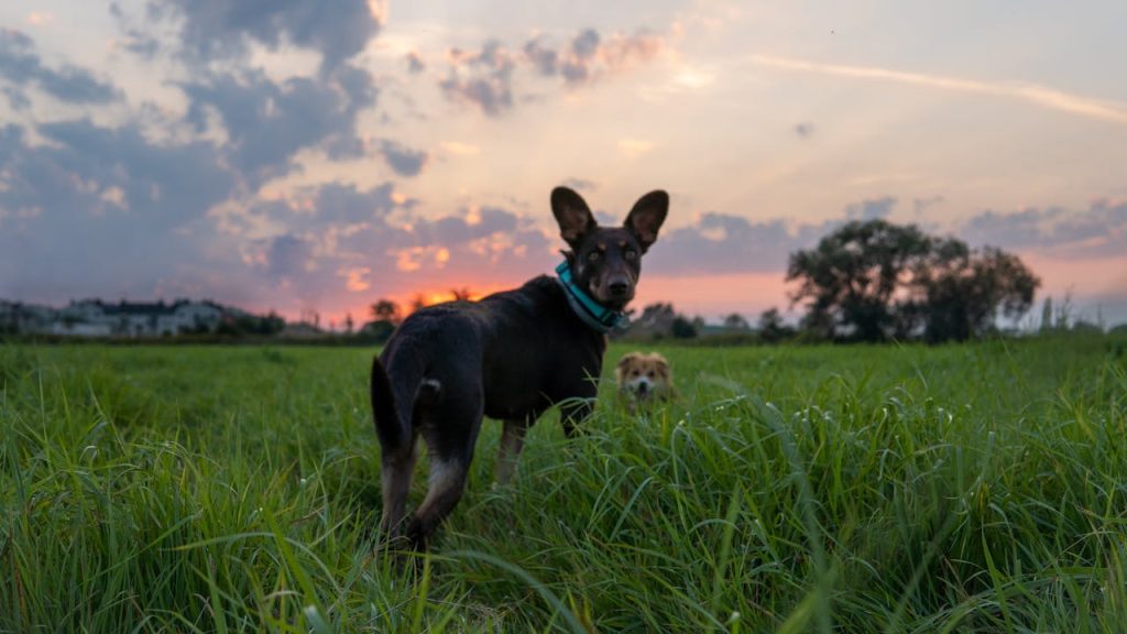 can dogs eat evaporated milk