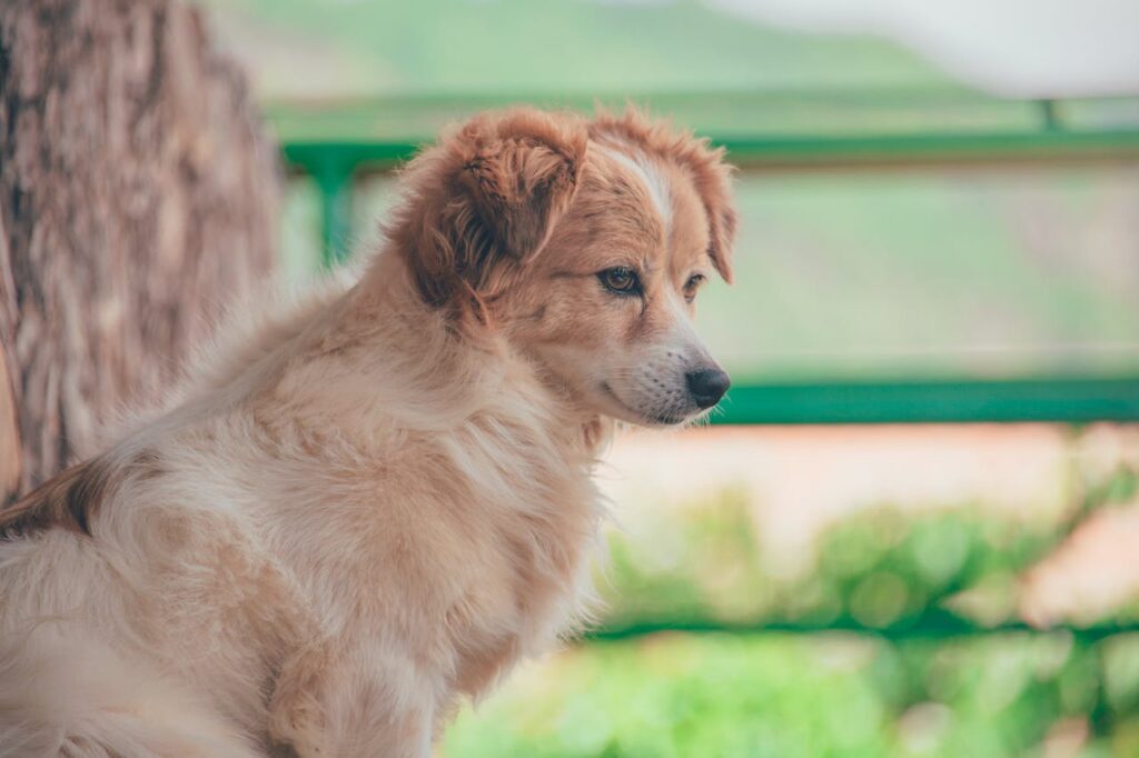 can dogs eat elderberry