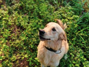 can dogs eat barley