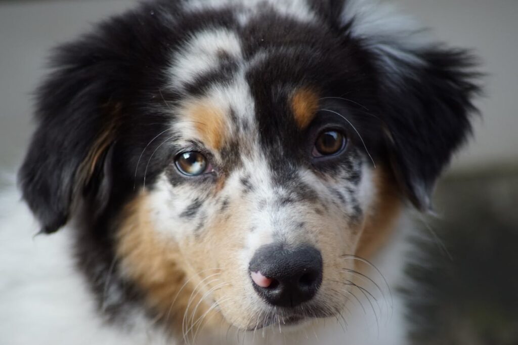 can dogs eat barley