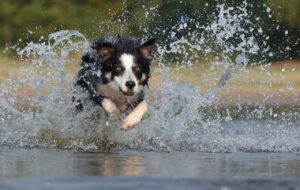 can dogs eat elderberry